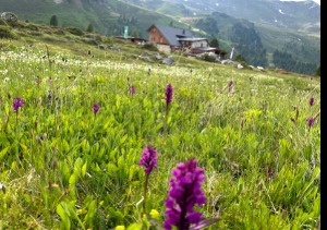 Blühendes Knabenkraut und Almkräuter im Vordergrund, im Hintergrund eine Almhütte am Hang im Wattental.