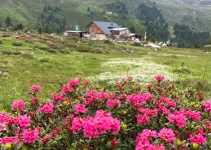 Blühende pinke Alpenrosen im Vordergrund, dahinter eine bewirtschaftete Almhütte auf grüner Weide im Wattental.