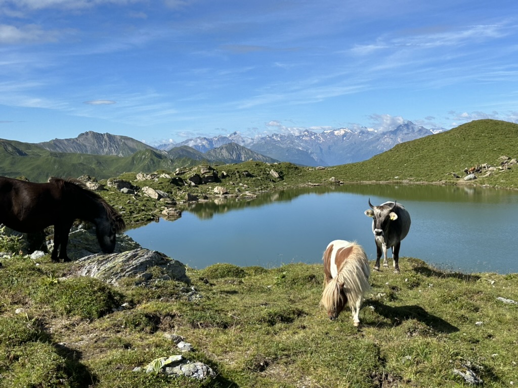 Almgebäude auf grüner Wiese im Wattental, im Hintergrund Almhänge und eine bewölkte Bergkulisse