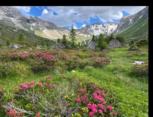 Alpenrosen und Almkräuter im Talboden, im Hintergrund schneebedeckte Gipfel unter blauem Himmel mit Wolken im Wattental.