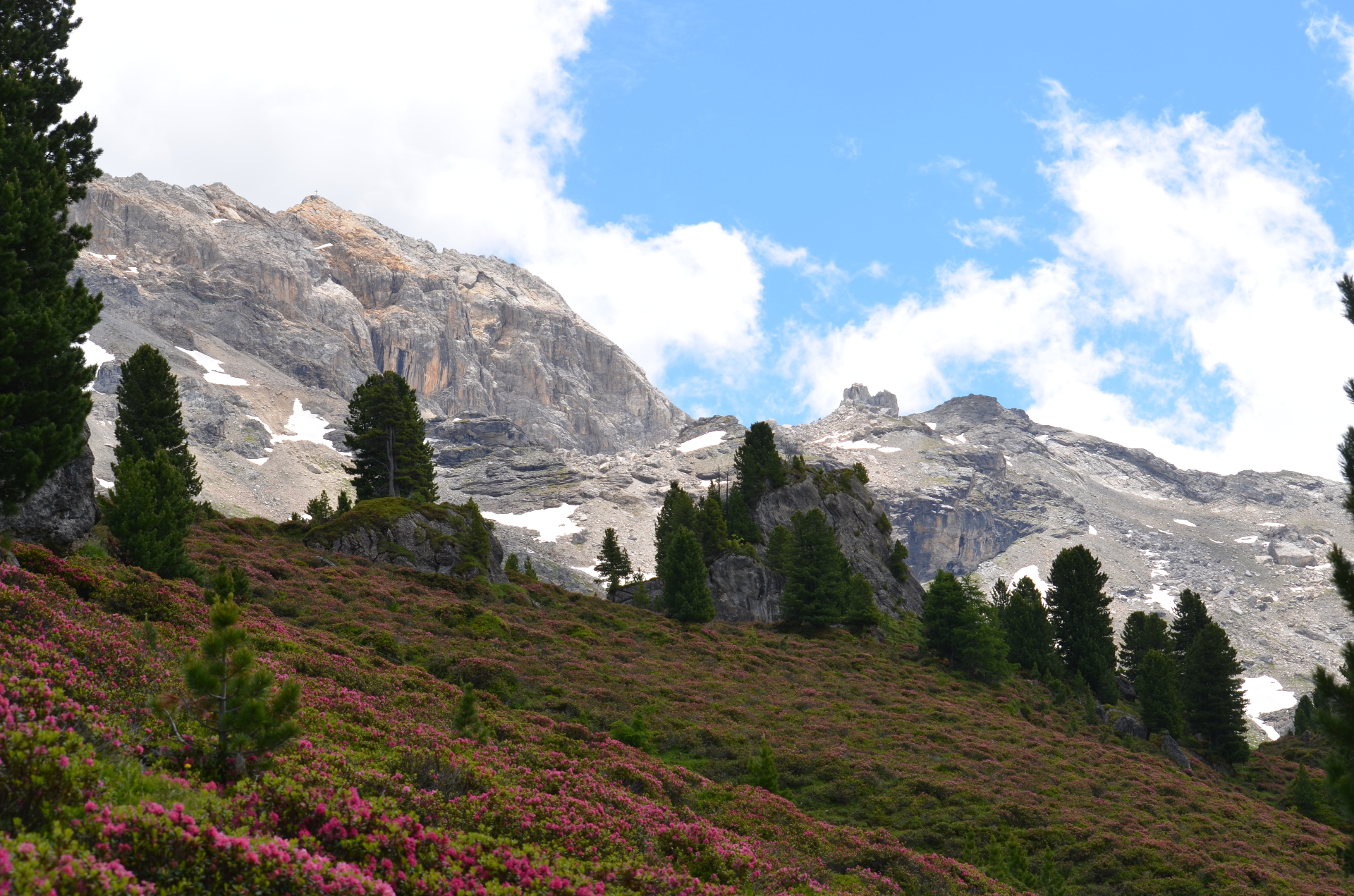 Kalkwand im Wattental – alpine Felskulisse mit Zirben, Almrosen und Schneefeldern unter blauem Himmel