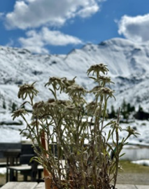 Edelweißpflanze im Vordergrund, dahinter schneebedeckte Berggipfel unter blauem Himmel mit Wolken im Wattental.
